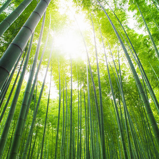 Why Bamboo?